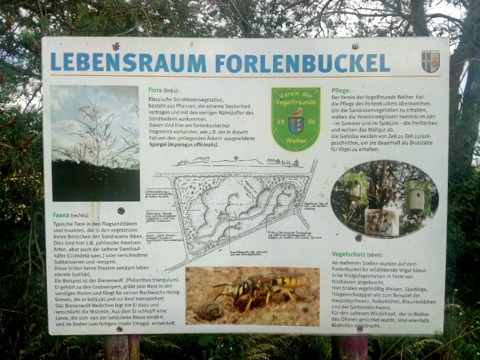 Ubstadt-Weiher, Forlenbuckel