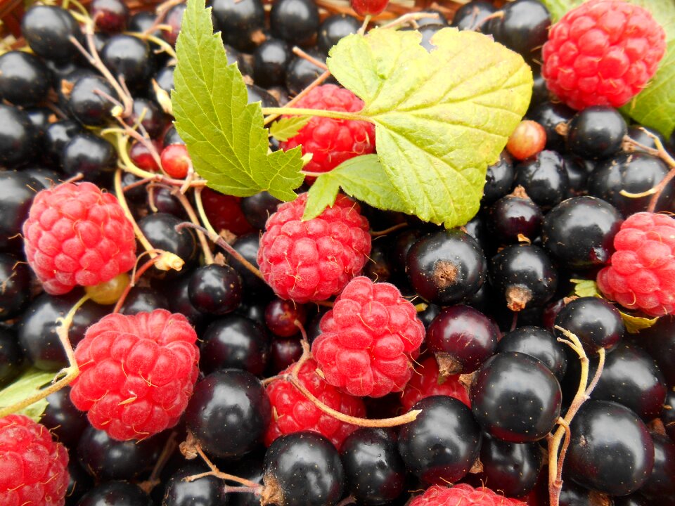 Raspberry berry summer fruits