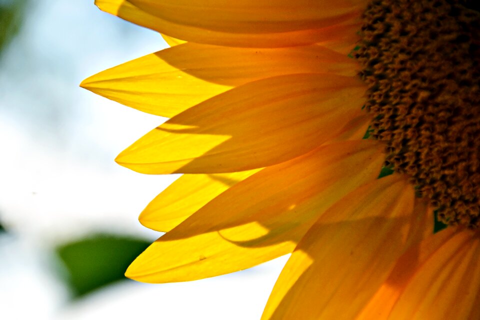 Yellow summer flower