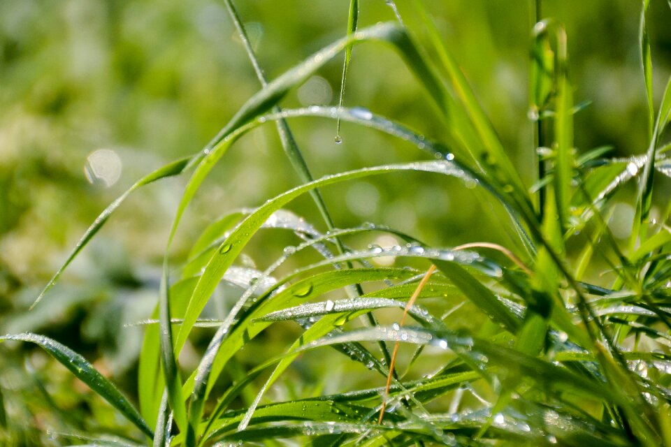 Blade of grass nature green photo