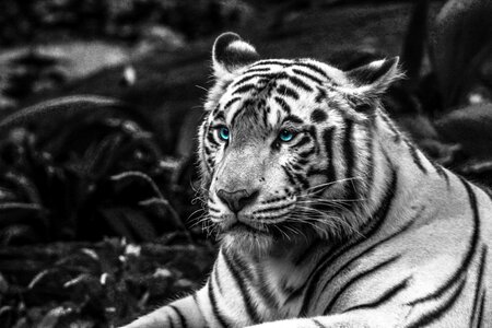 Nature white animal