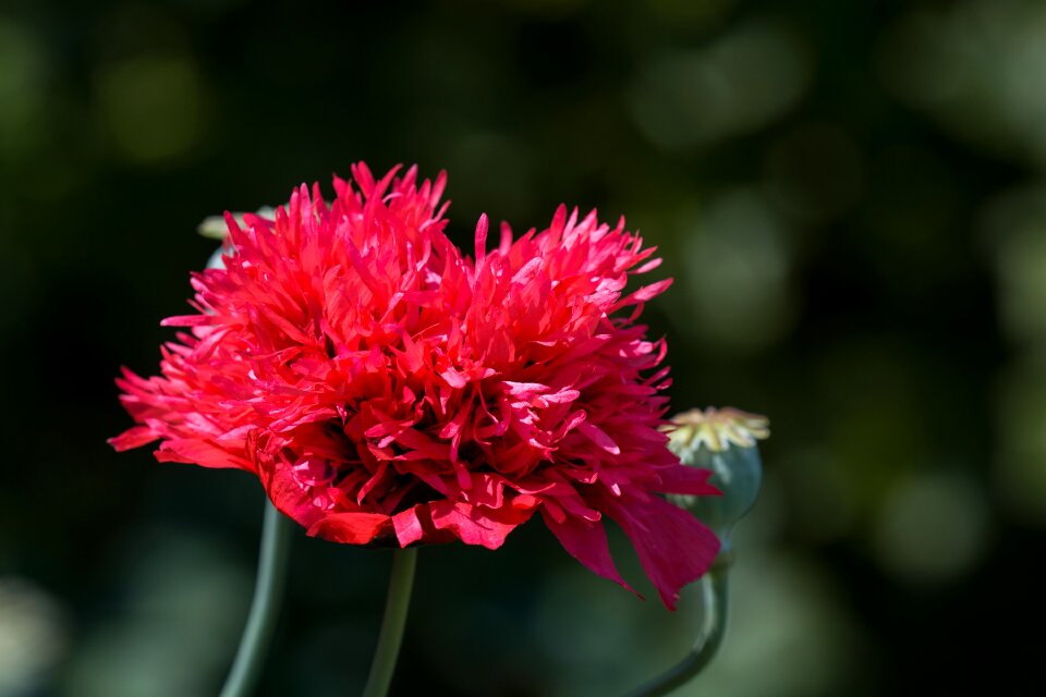 Red poppy blossom bloom