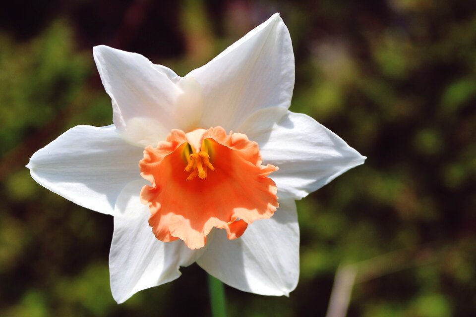 Blossom bloom narcissus