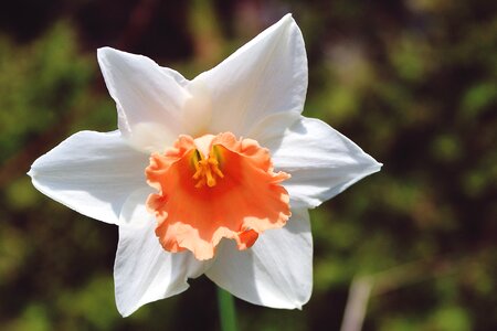 Blossom bloom narcissus photo