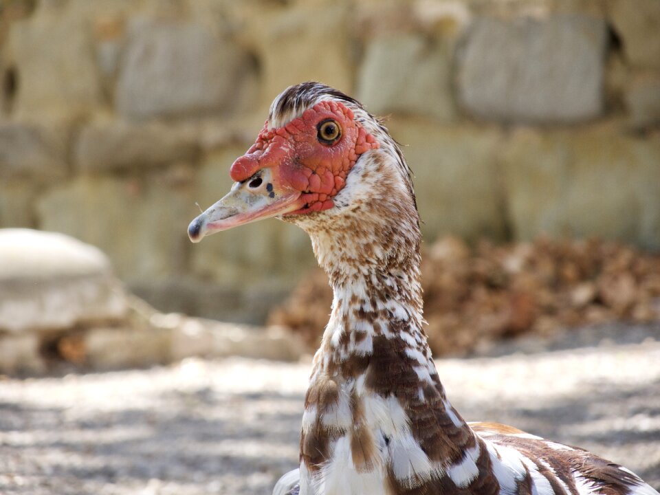 Water bird close up poultry