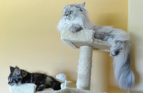 Hairy cats mainecoon kitten photo