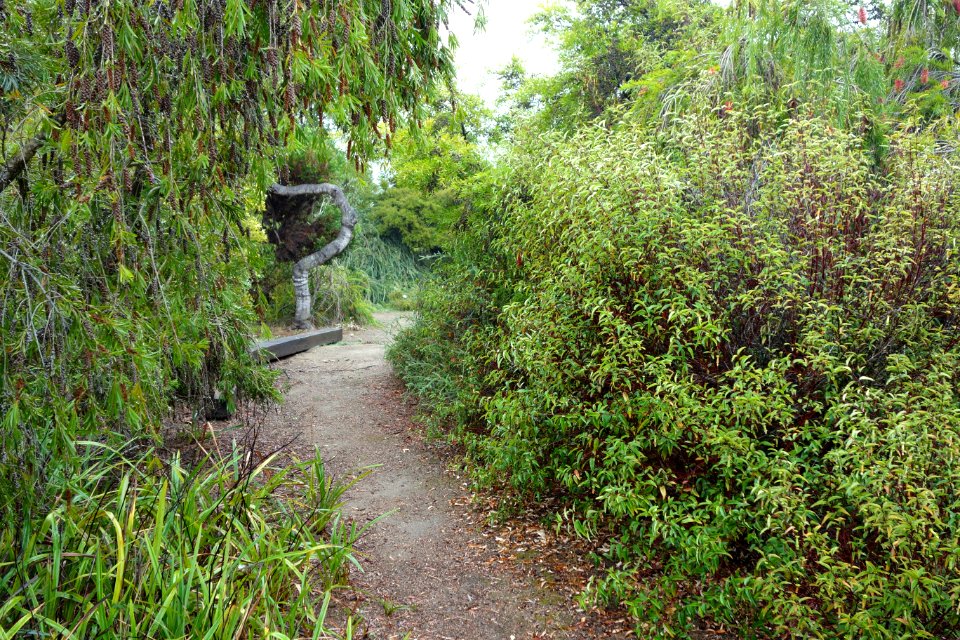 UC Santa Cruz Arboretum - DSC07404