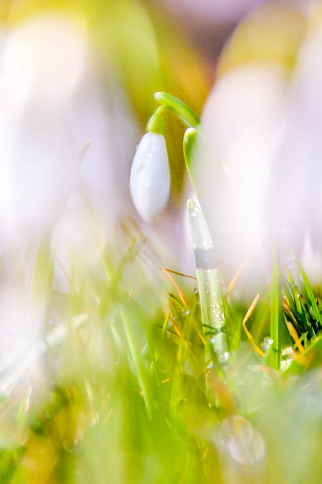 Green macro white