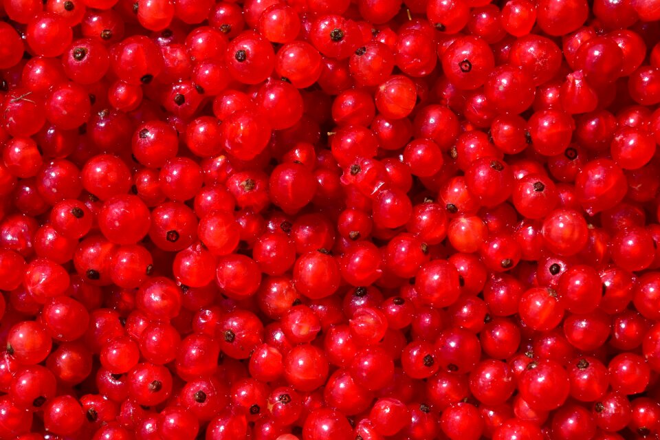 Berry food red currant