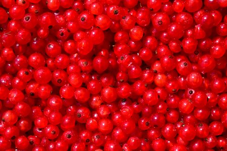 Berry food red currant
