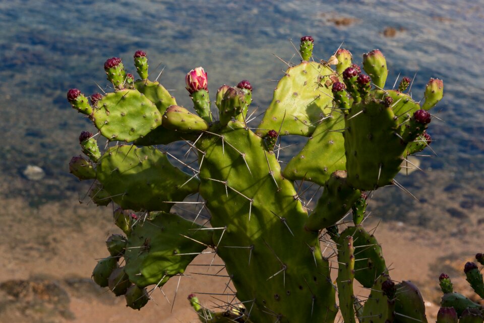 Plug thorns prickly pear flower