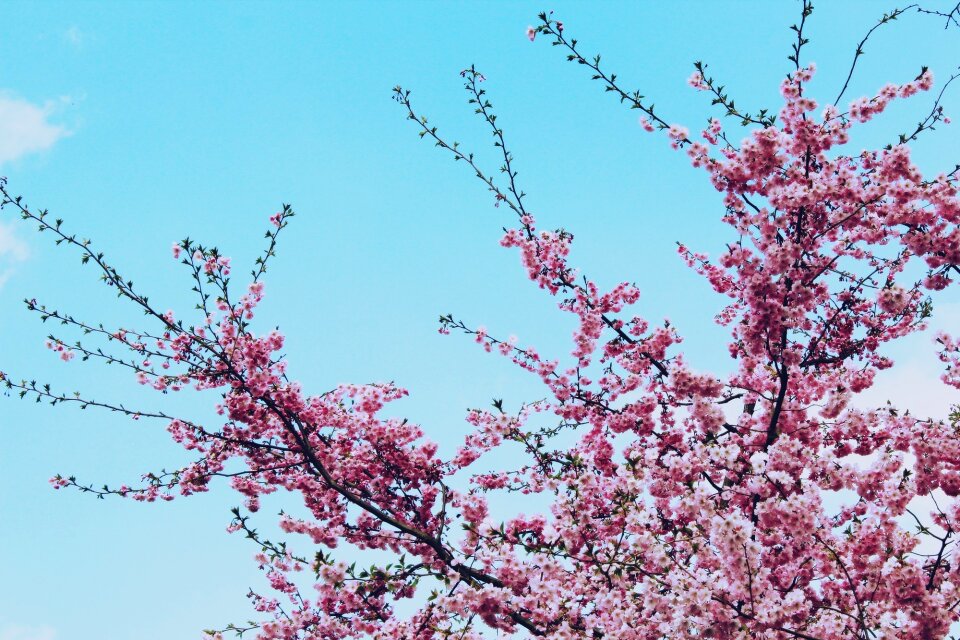 Flowers spring leaves photo