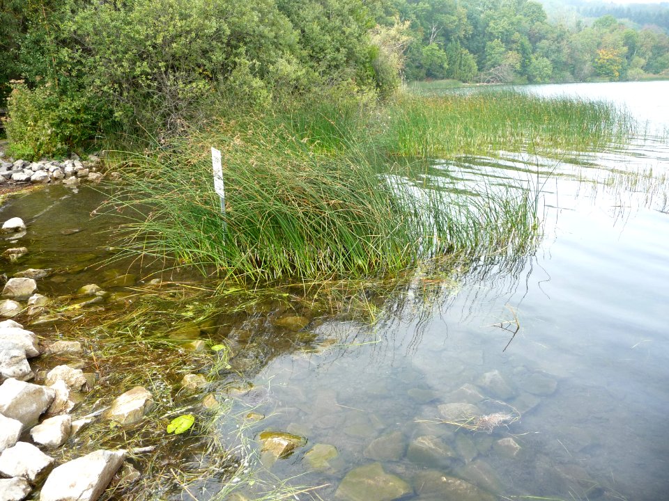 Ufer des Laacher Sees
