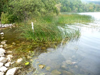 Ufer des Laacher Sees