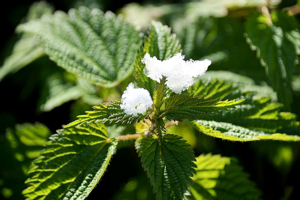 Plant green nature