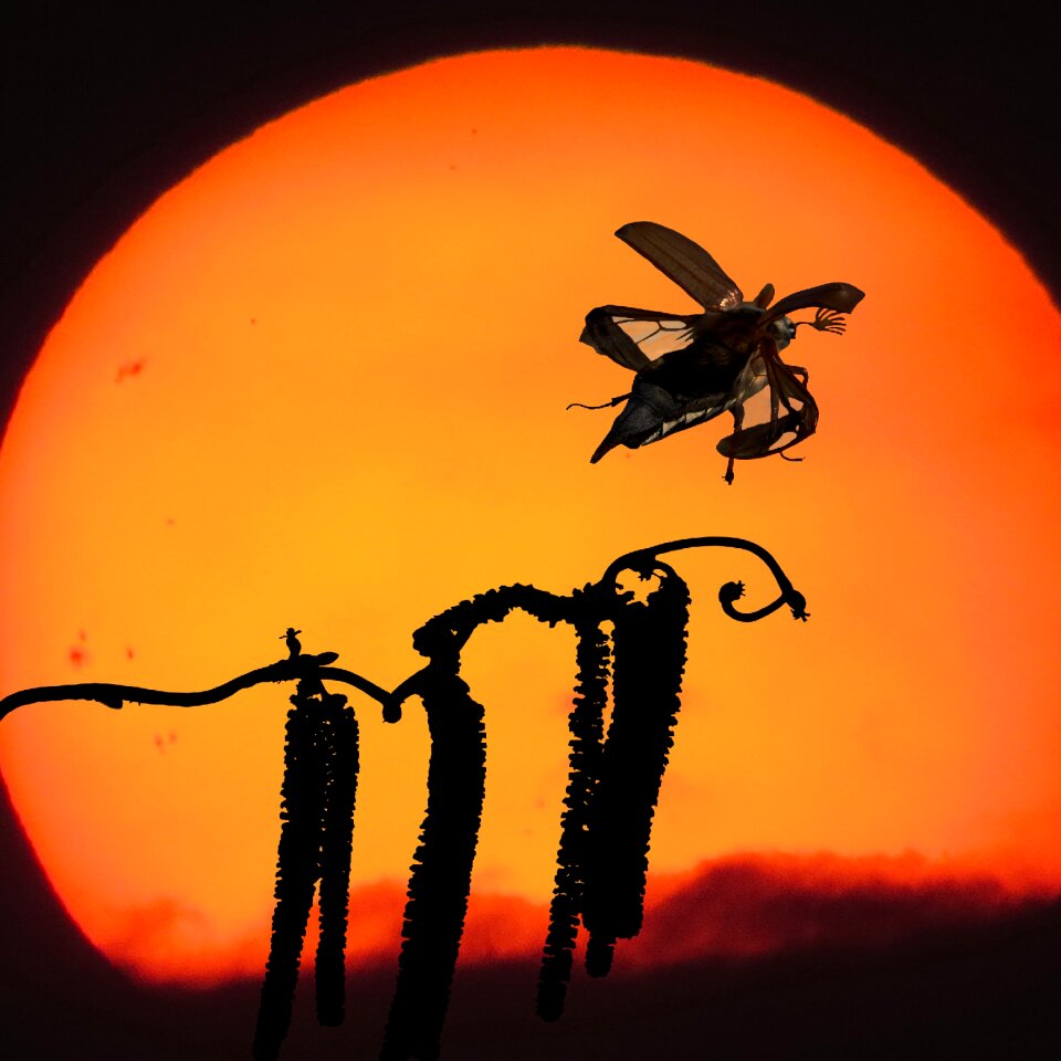 Insect sunset emotions