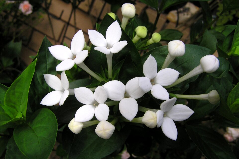 Bouvardia plant garden