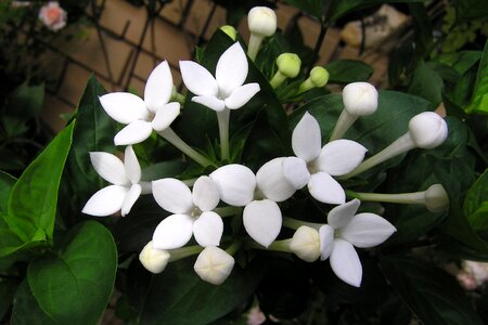 Bouvardia plant garden