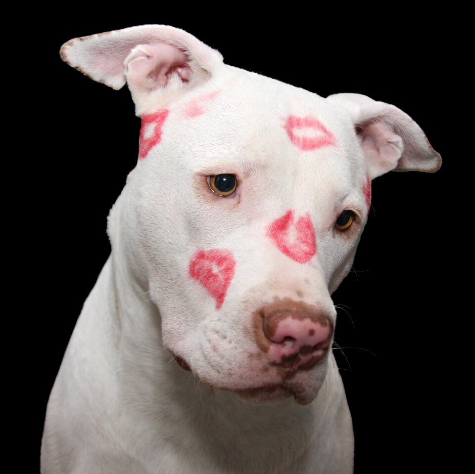 Valentine valentines day staffordshire