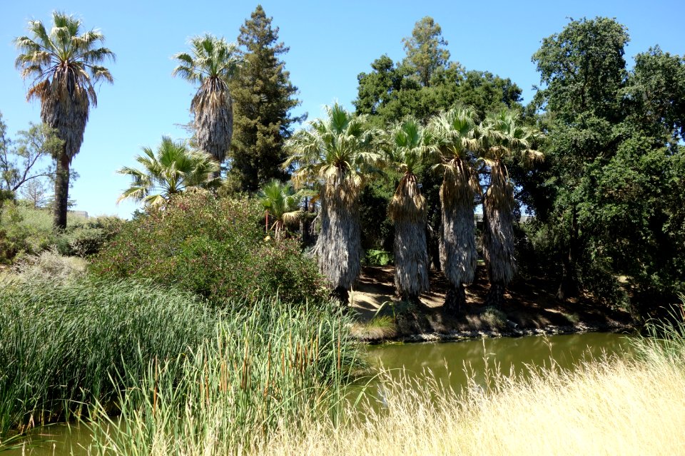 UC Davis Arboretum - DSC03407