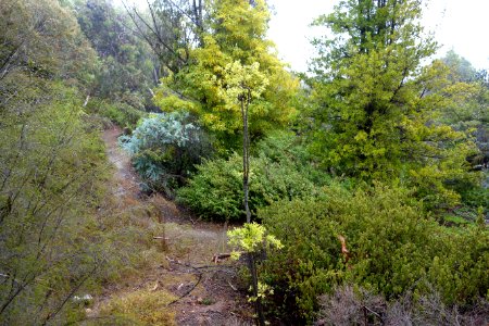 UC Santa Cruz Arboretum - DSC07413