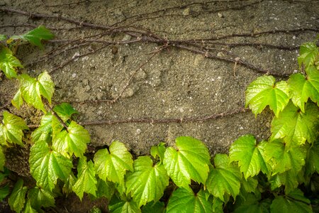 Plants hwalyeob nature