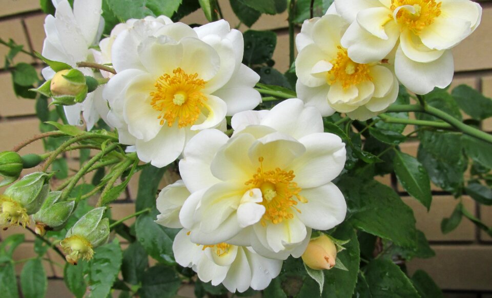 Plant garden nature