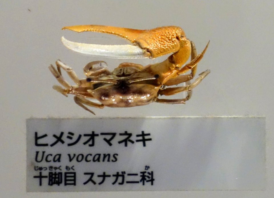 Uca vocans - National Museum of Nature and Science, Tokyo - DSC07545-002