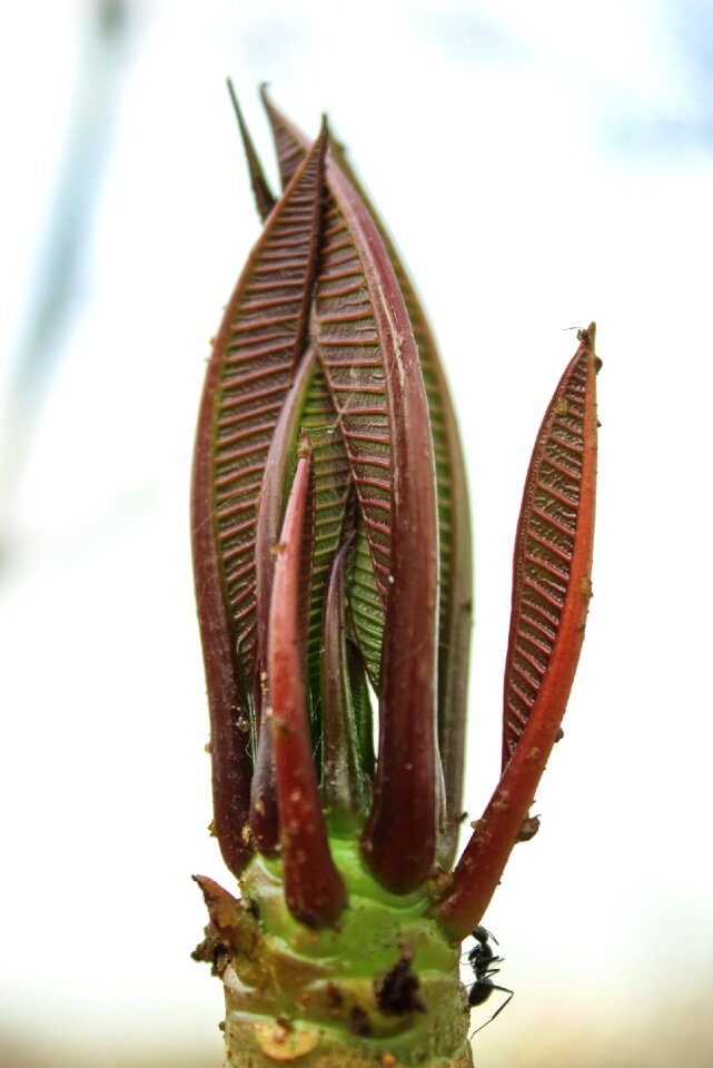 Plant blossom leaf