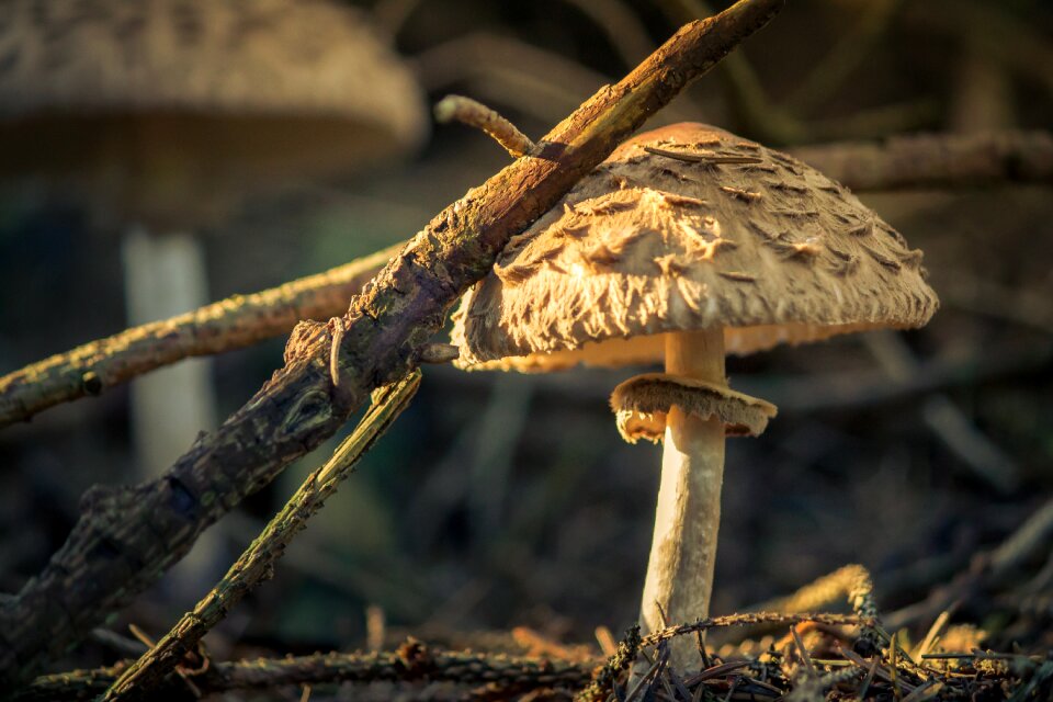 Forest mushroom close up ground photo