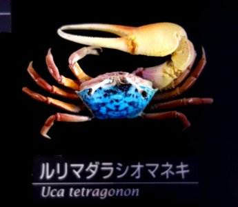 Uca tetragonon - National Museum of Nature and Science, Tokyo - DSC06768