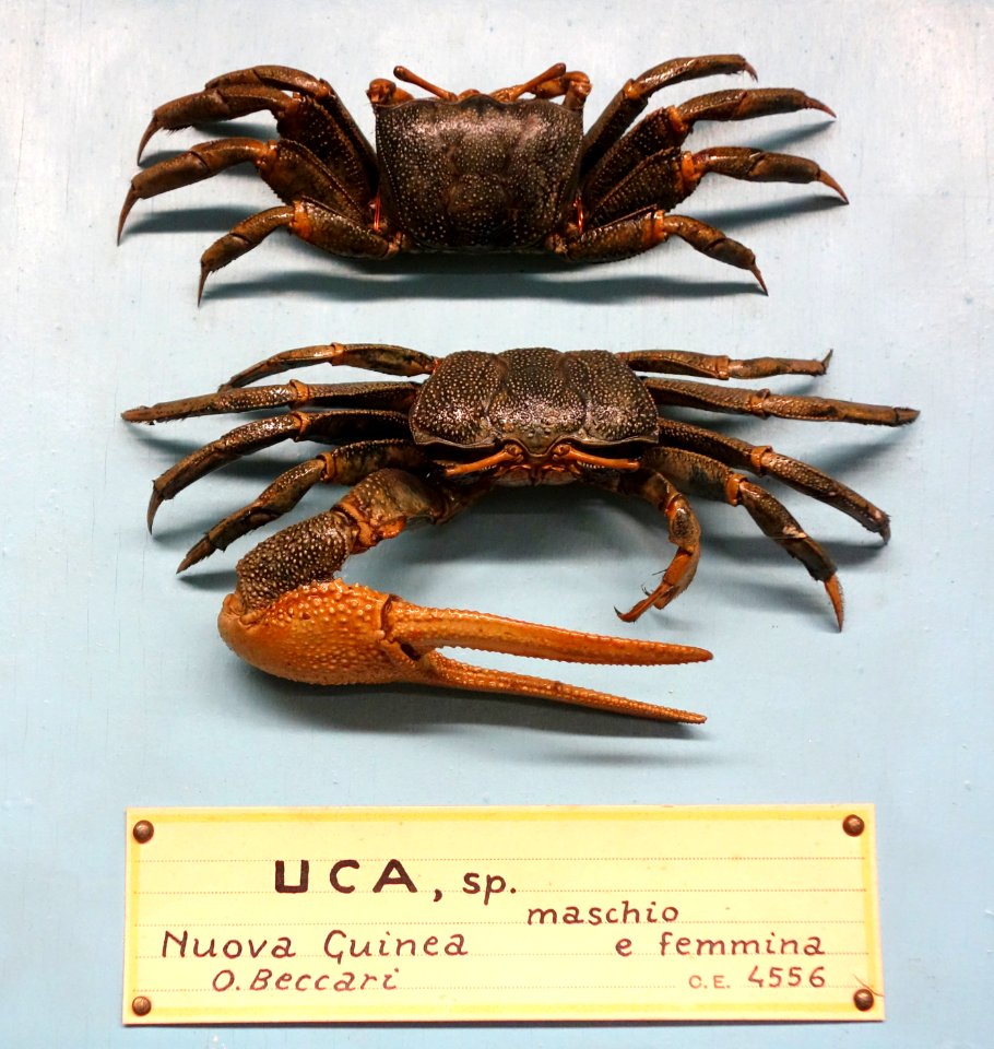 Uca sp. (male and female) - Museo Civico di Storia Naturale Giacomo Doria - Genoa, Italy - DSC03223