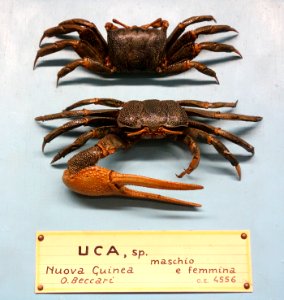 Uca sp. (male and female) - Museo Civico di Storia Naturale Giacomo Doria - Genoa, Italy - DSC03223