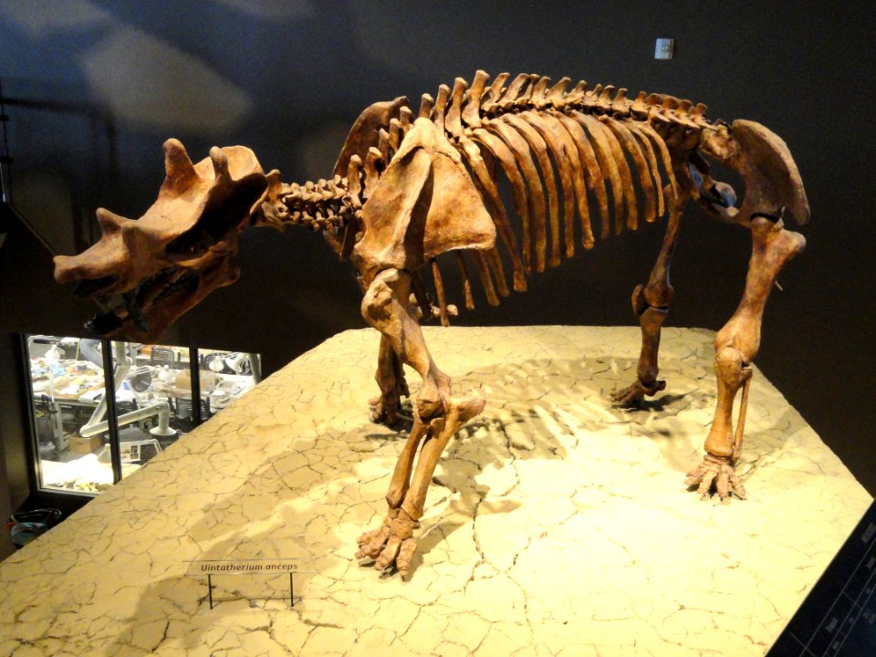 Uintatherium anceps - Natural History Museum of Utah - DSC07254