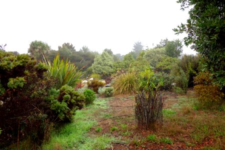 UC Santa Cruz Arboretum - DSC07569