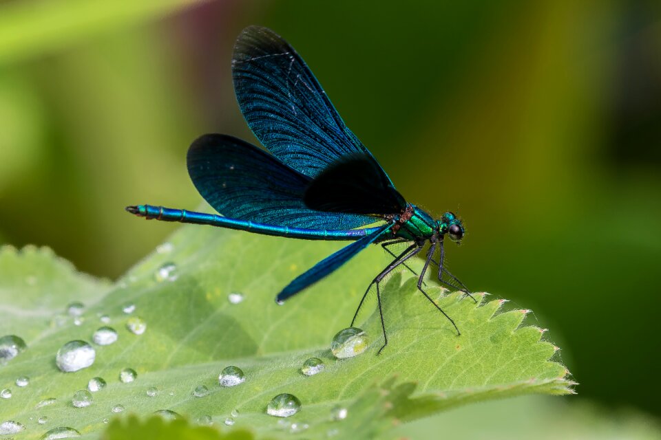 Blue drop of water close up