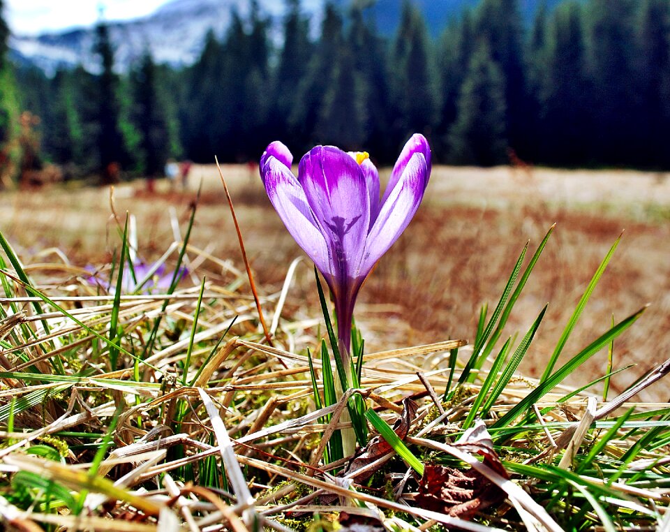 Spring polyana flower