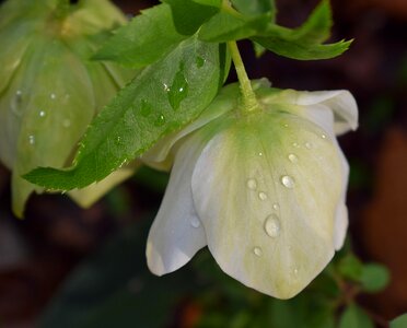 Bud flower blossom
