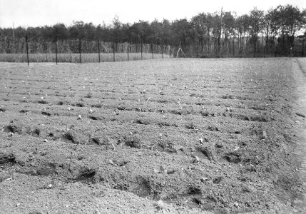 Uitgepoot eind mei, Bestanddeelnr 192-1308