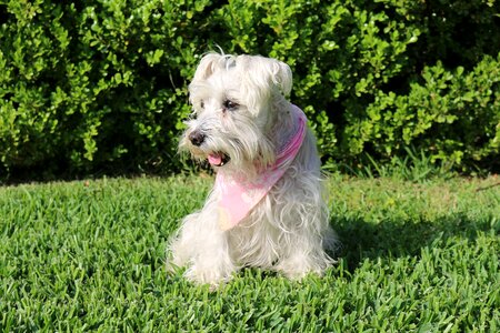 Dog breed german white fur