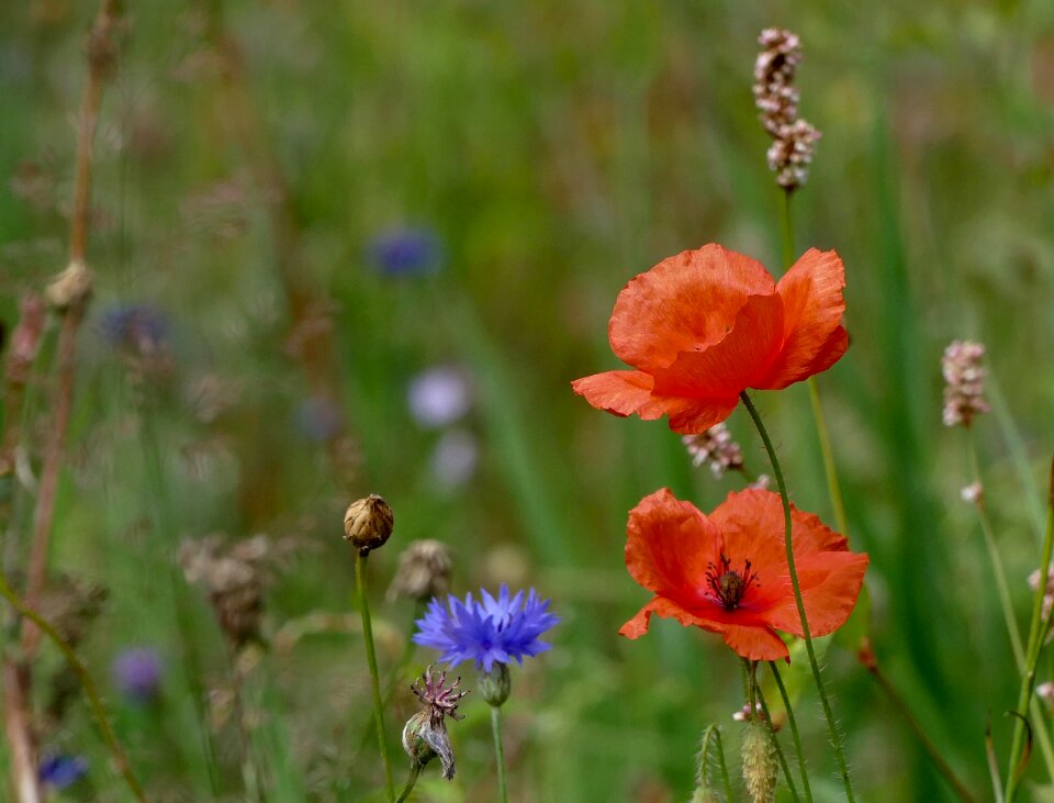 Red flower summer field flowers