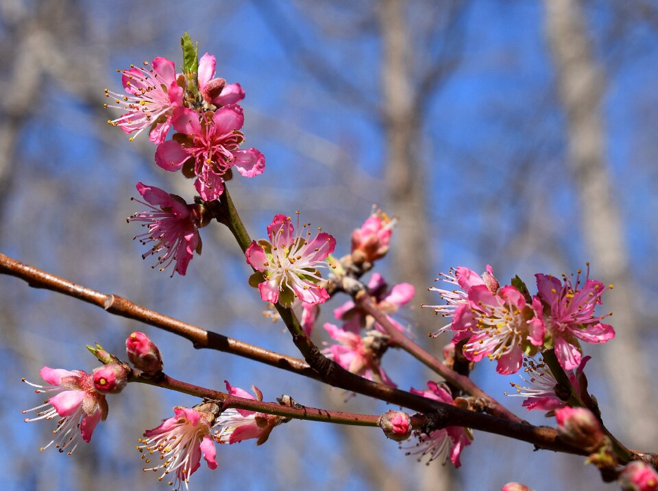 Flower bloom spring photo