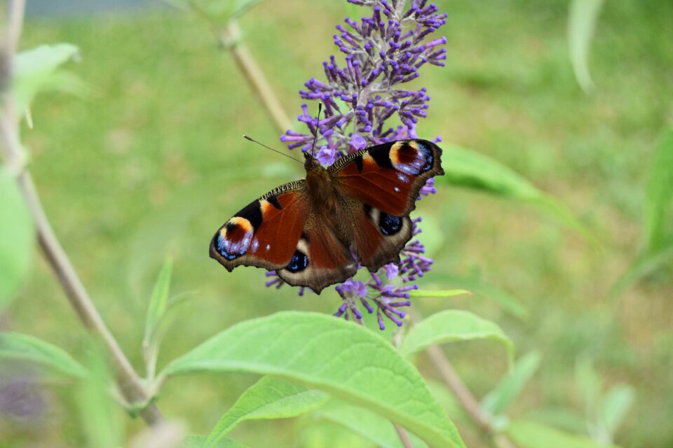 Butterfly buddleia insect