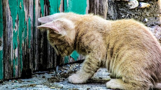 Stray cute adorable
