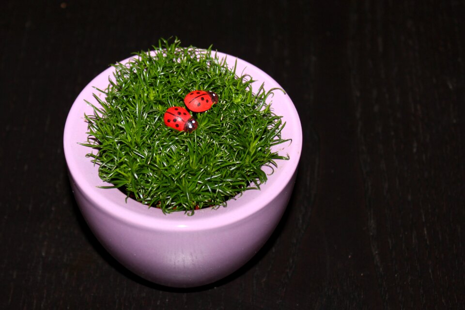 Ladybug flowerpot black background