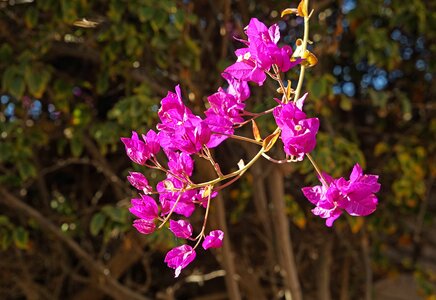 Purple lanzarote branch