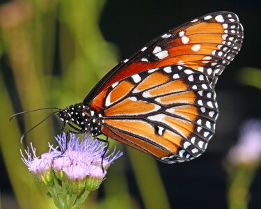 Bloom insect wings photo