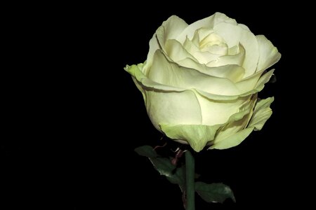 White white rose black background