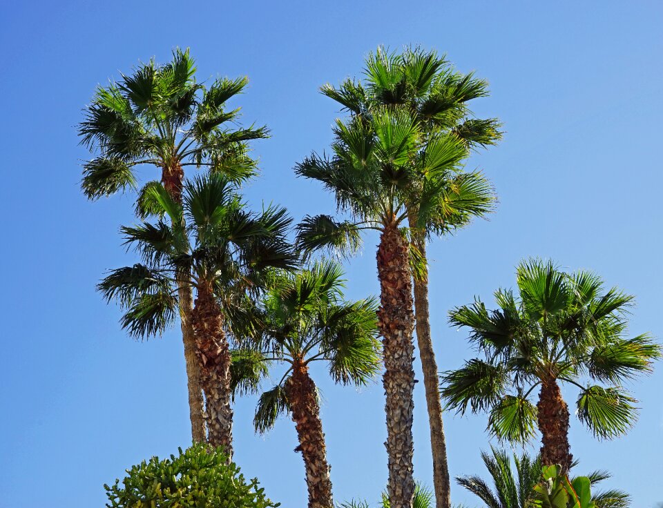 Blue palm tree plant