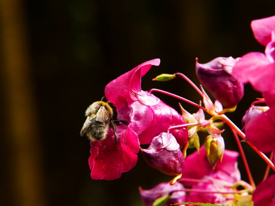 Hummel insect wild flower